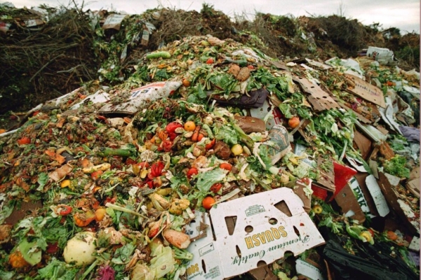 Во всем мире все больше продуктов питания превращаются в отходы. Цифры вас удивят Во всем мире все больше продуктов питания превращаются в отходы. Цифры вас удивят