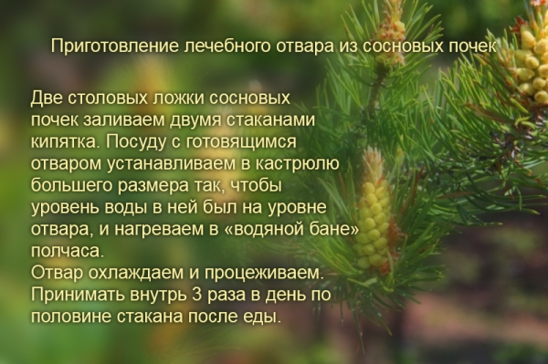 Какие лекарственные растения можно заготавливать весной, задолго до наступления лета Какие лекарственные растения можно заготавливать весной, задолго до наступления лета