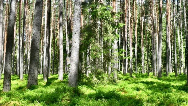 Посещение лесов ограничено во всех районах Гомельской области
											 
												Посещение лесов ограничено во всех районах Гомельской области