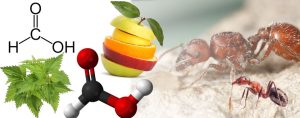 Необычные бабушкины методы защиты от комаров, которые остаются недооцененными Необычные бабушкины методы защиты от комаров, которые остаются недооцененными